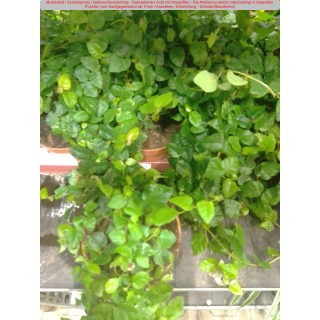 Kletterficus, Kletterfeige (Ficus pumila) - grün