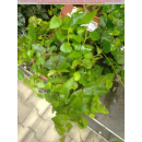 Kletterficus, Kletterfeige (Ficus pumila) - grün