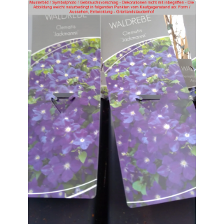 Clematis (Waldrebe) x jackmanii