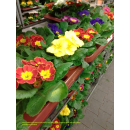 Primeln - bunte Mischung - 6er Set