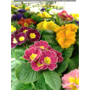 Primeln - bunte Mischung - 6er Set