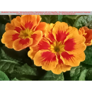 Primeln - bunte Mischung - 6er Set