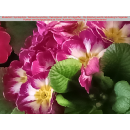 Primeln - bunte Mischung - 6er Set