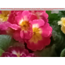 Primeln - bunte Mischung - 6er Set