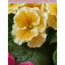 Primeln - bunte Mischung - 6er Set