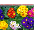 Primeln - bunte Mischung - 6er Set