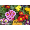 Primeln - bunte Mischung - 6er Set