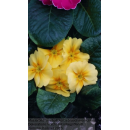 Primeln - bunte Mischung - 6er Set