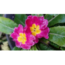 Primeln - bunte Mischung - 6er Set