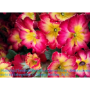 Primeln - bunte Mischung - 6er Set