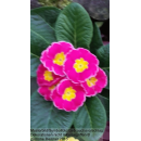 Primeln - bunte Mischung - 6er Set