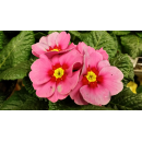 Primeln - bunte Mischung - 6er Set