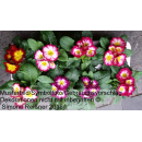 Primeln - bunte Mischung - 6er Set