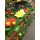 Primeln - bunte Mischung - 6er Set