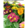 Primeln - bunte Mischung - 6er Set