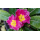 Primeln - bunte Mischung - 6er Set
