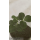 Erdbeere - Fragaria x ananassa Darselect (s)