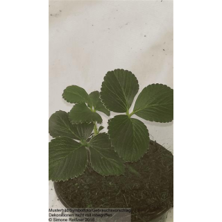 Erdbeere - Fragaria x ananassa Elvira (S)