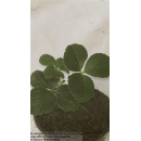 Erdbeere - Fragaria x ananassa Elvira (S)