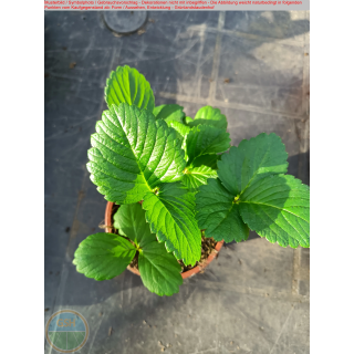 Erdbeere - Fragaria x ananassa "Senga (R) - Sengana (R)"