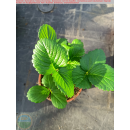 Erdbeere - Fragaria x ananassa "Senga (R) - Sengana...