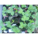Erdbeere - Fragaria x ananassa "Senga (R) - Sengana (R)"