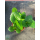 Erdbeere - Fragaria x ananassa "Senga (R) - Sengana (R)"