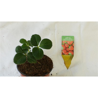 Erdbeere - Fragaria x Ananassa "Mieze Schindler" (S)