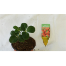 Erdbeere - Fragaria x Ananassa "Mieze...