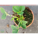Erdbeere - Fragaria x Ananassa "Mieze...