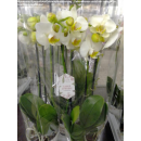 Phalaenopsis Orchidee (Nachtfalterorchiedee,...