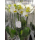 Phalaenopsis Orchidee (Nachtfalterorchiedee, Schmetterlingsorchidee), wei&szlig; bl&uuml;hend