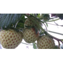 Fragaria - Weiße Ananas-Erdbeere