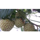 Erdbeere - Fragaria x ananassa "Anabella"