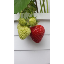 Erdbeere - Fragaria x ananassa Osterfee