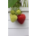 Erdbeere - Fragaria x ananassa Osterfee