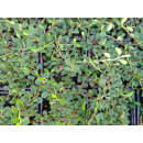 Cotoneaster ( Fruchtende Kriechmispel ) - dammeri Streibs Findling