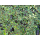 Cotoneaster ( Fruchtende Kriechmispel ) - dammeri Streibs Findling