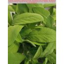Salbei - Salvia officinalis