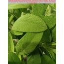 Salbei - Salvia officinalis