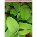 Salbei - Salvia officinalis