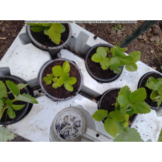 Fragaria vesca (Heimische Walderdbeere)