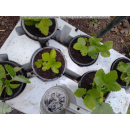 Fragaria vesca (Heimische Walderdbeere)
