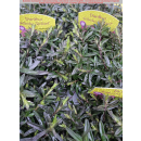 Dianthus ( Heidenelke ) - deltoides Brillant
