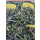 Dianthus ( Heidenelke ) - deltoides Brillant