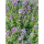 Lavandula ( Lavendel ) - angustifolia