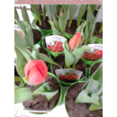 Tulpe ( Tulipa ) - Farbe rot