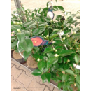 Rote Kamelie "Camellia japonica" - 50/60