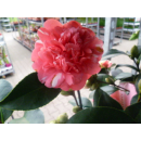 Rote Kamelie &quot;Camellia japonica&quot; - 50/60