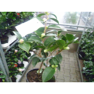 drachenbaum wchter Gerandeter Drachenbaum kaufen